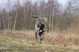 CANE CORSO 715